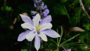 PICTURES/Alpine Pond Nature Trail - Cedar Breaks National Monument/t_Blue Colorado Columbine2.JPG